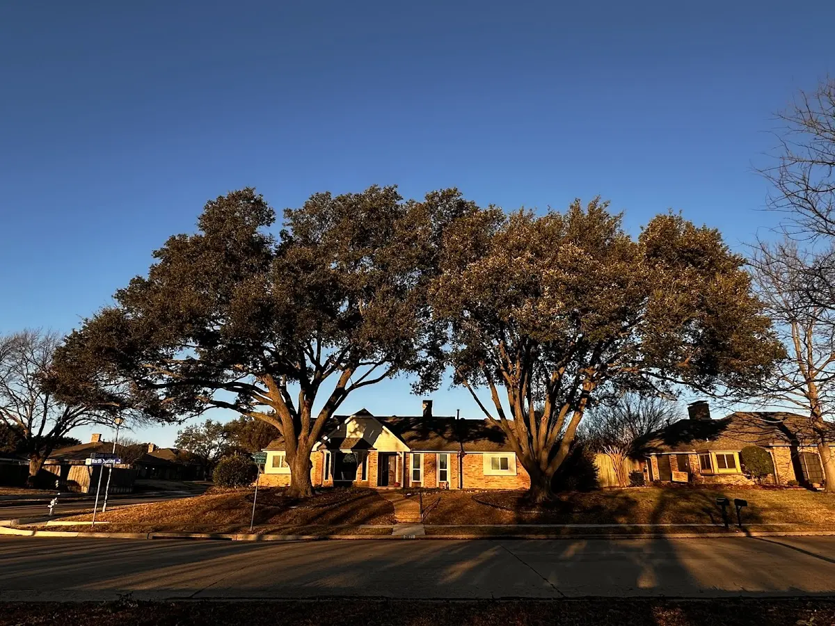Established residential canopy tree shading a home in Green Mountain