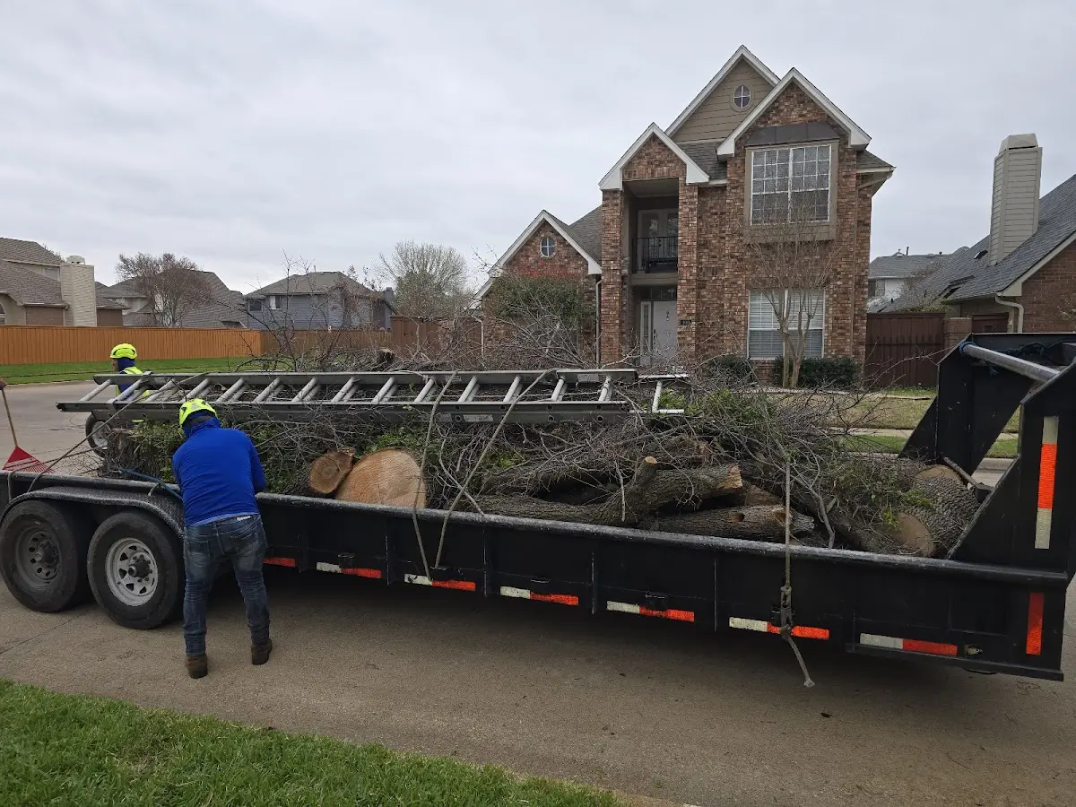 Expert Tree Removal with proper safety equipment in Green Mountain